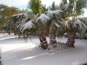 palmsnow