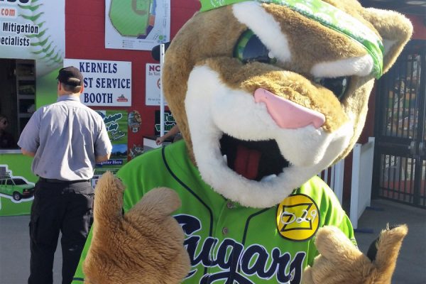 Upon arriving at the free Fanfest on Monday afternoon and pulling out my camera, I was almost immediately attacked by a cougar. He was either anxious to have his picture taken or very angry that I was taking it. I quickly snapped this shot and moved away before I could find out which was the case.